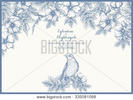 Dog-rose, Briar, Brier, Eglantine, Canker-rose And Nightingale. Template For Wedding Invitation, Gre