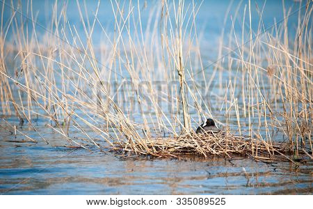 Common Or Eurasian Coot, Fulica Atra On The Nest On The Lake. Black Waterbird With A White Forehead.