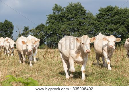 White Charolaise Cows Walking In A Field In Brittany