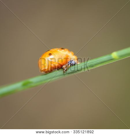 Macro Of A Larva Of A Ladybug On A Blade Of Grass