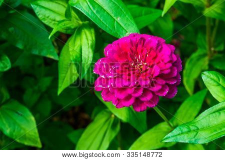Beautiful Pompon Dahlia Flower In Bloom, Colorful Ornamental Garden Flower, Cultivar Specie