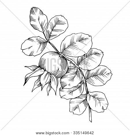 Rose Hip Branch With Fruit Botanical Foliage. Black And White Engraved Ink Art. Isolated Rosehip Ill
