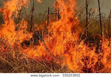 Coastal Zone Of Marsh Creek, Strong Smoke From Fire Of Liana Overgrowth. Spring Fires Of Dry Reeds D