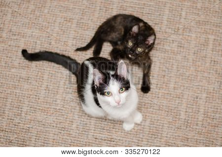 Bicolor Cat And Her Sister Torite Kitten Watching At Camera