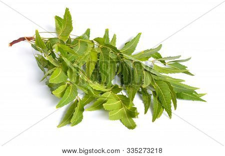 Azadirachta Indica, Commonly Known As Neem, Nimtree Or Indian Lilac. Fruit With Leaves. Isolated