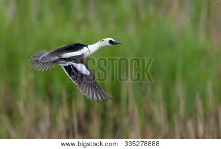 Drake Smew Fast Flying Over Green Grass Background In Spring