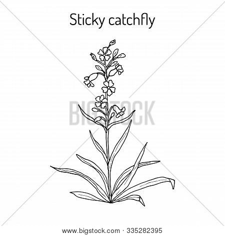 Sticky Catchfly Silene Viscaria , Or Clammy Campion, Medicinal Plant. Hand Drawn Botanical Vector Il