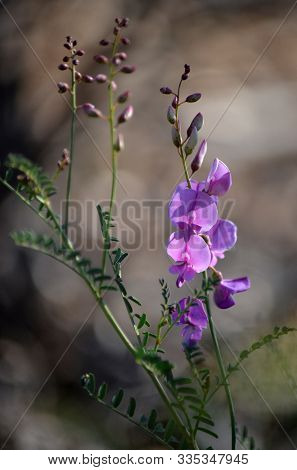 Pink Purple Australian Indigo Flowers And Buds, Indigofera Australis, Family Fabaceae. Widespread In