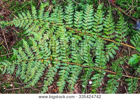 Detailed Close Up View On Fern Leaves On A Forest Ground