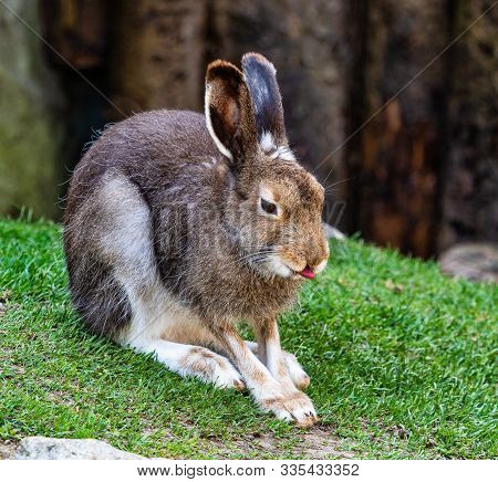 Mountain Hare, Lepus Timidus, Also Known As The White Hare.