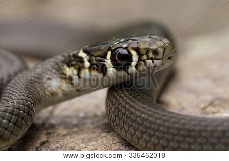 Gartner Snake Macrophotography Zoom Outdoor Orange Eyes