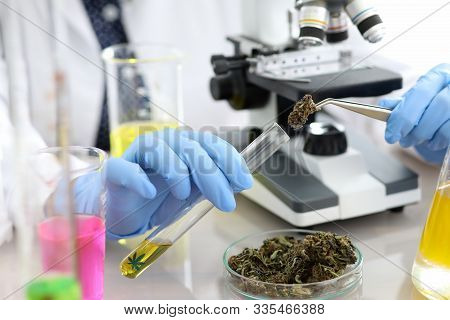 Female Chemist Hand In Blue Protective Gloves Research Illegal Grass In Chemitry Lab Background Clos