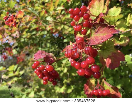 Guelder Rose (viburnum Opulus), Gemeiner Schneeball, Herzbeer, Blutbeer, Dampfbeere, Drosselbeerstra