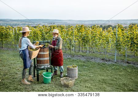 Senior Man And Young Woman As Winemakers Squeezing Grapes With Press Machine On The Vineyard, Gettin