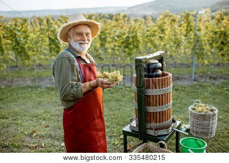 Senior Winemaker Holding Freshly Picked Up Grapes Ready To Put Into The Winepress Machine, Making Fr