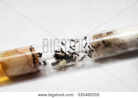 Ants Messor Structor In Vitro Close Up