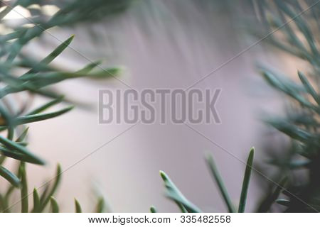 Abstract Background Close Up Blurred Conifer Evergreen Fir Tree Branches Natural. Toned Nature Frame