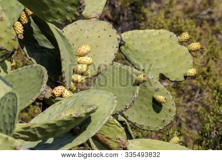 Edible Cactus - Prickly Pear (opuntia) With Fruits Growing Outdoors In The Countryside Close-up In A