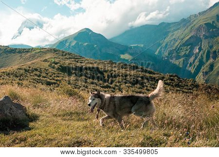 Wild White Timber Wolf. Alone Wolf On The Top Of Mountain Landscape. Timber Wolf. A, Wolf, Mountain,