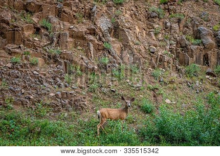 A Doe Mule Deer Forages For Food In The Wallowa-whitman National Forest Near Joseph, Oregon.