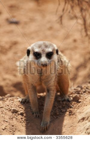 Meerkat