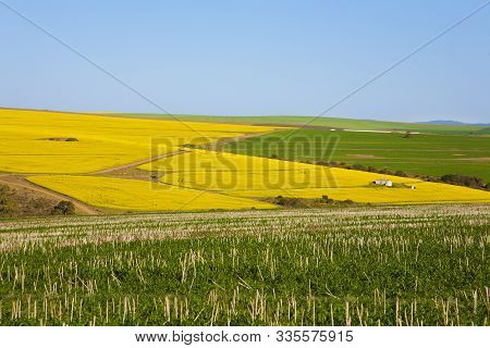 Bright Yellow Rapeseed Farm Along The Garden Route, South Africa. Rapeseed Is Used To Make Canola Oi