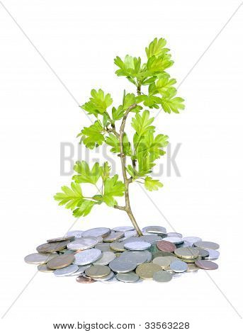 绿色的植物和钱