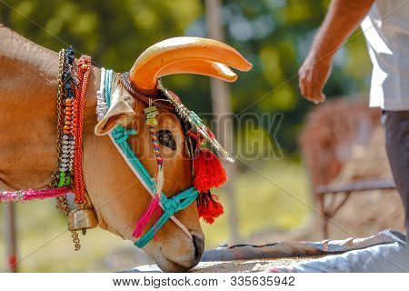 Indian Pola Festival Image Photo (Free Trial) Bigstock