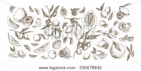 Citrus Hand Drawn Illustrations Set. Fruits And Herbs Vintage Drawing Collection. Bergamot, Pomelo, 