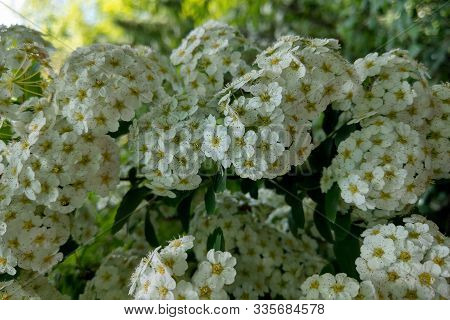 White Flowers And Green Leaf Of Common Lantana Plant.
