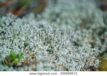 Lichen Cladonia Rangiferina. Reindeer Grey Lichen. Beautiful Light-colored Forest Moss Growing In Wa