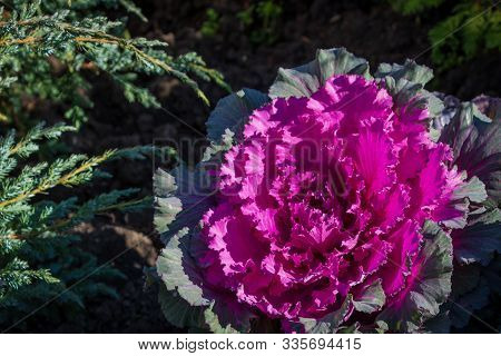 Red Curly Cabbage In The Garden. A Wonderful Decorative Plant For Garden And Park Design.