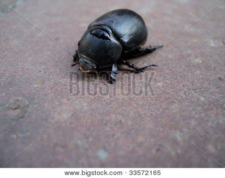 schwarze KÃ¤fer