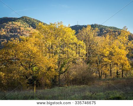 Colorful Yellow Autumnal Landscape In Sant Joan De Les Abadesses (girona - Spain)