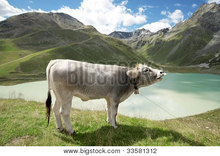vaca en alpine