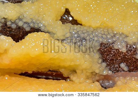 Selective Focus. Caviar Fish. Abstract Background From Capelin Caviar. Concept Of Budget Seafood, An