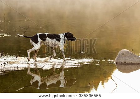 Dog English Pointer Running At The Lake In The Autumn