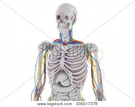 3d rendered medically accurate illustration of the vascular and nervous anatomy of the head