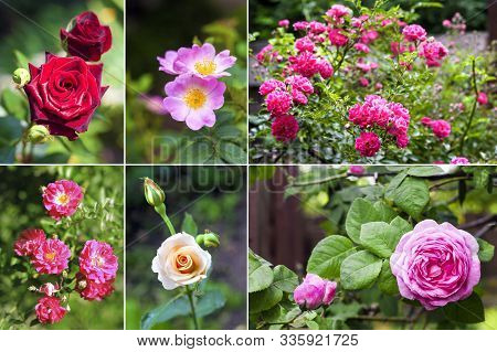 Collage Of Images Of Various Beautiful Roses. Variety Of Roses.