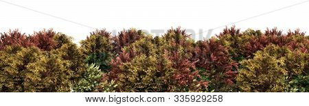 Green Trees Isolated On White Background Forest And Foliage In Autumn 3d Render