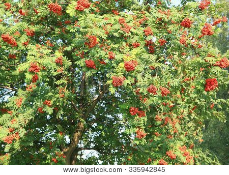 Many Ashberry With Leafs On Sky Background