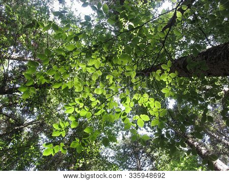 Leaves Of European Beech ( Fagus ) In Summer . View From Below . Abetone, Tuscany, Italy