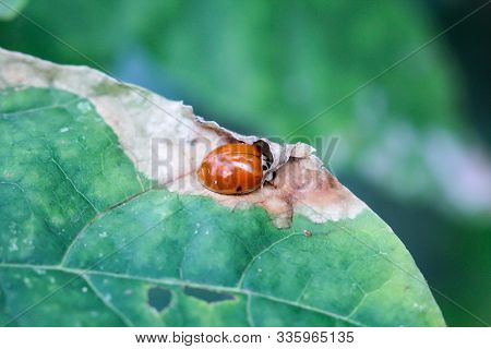 A Closeup Of A Ladybug On A Leaf