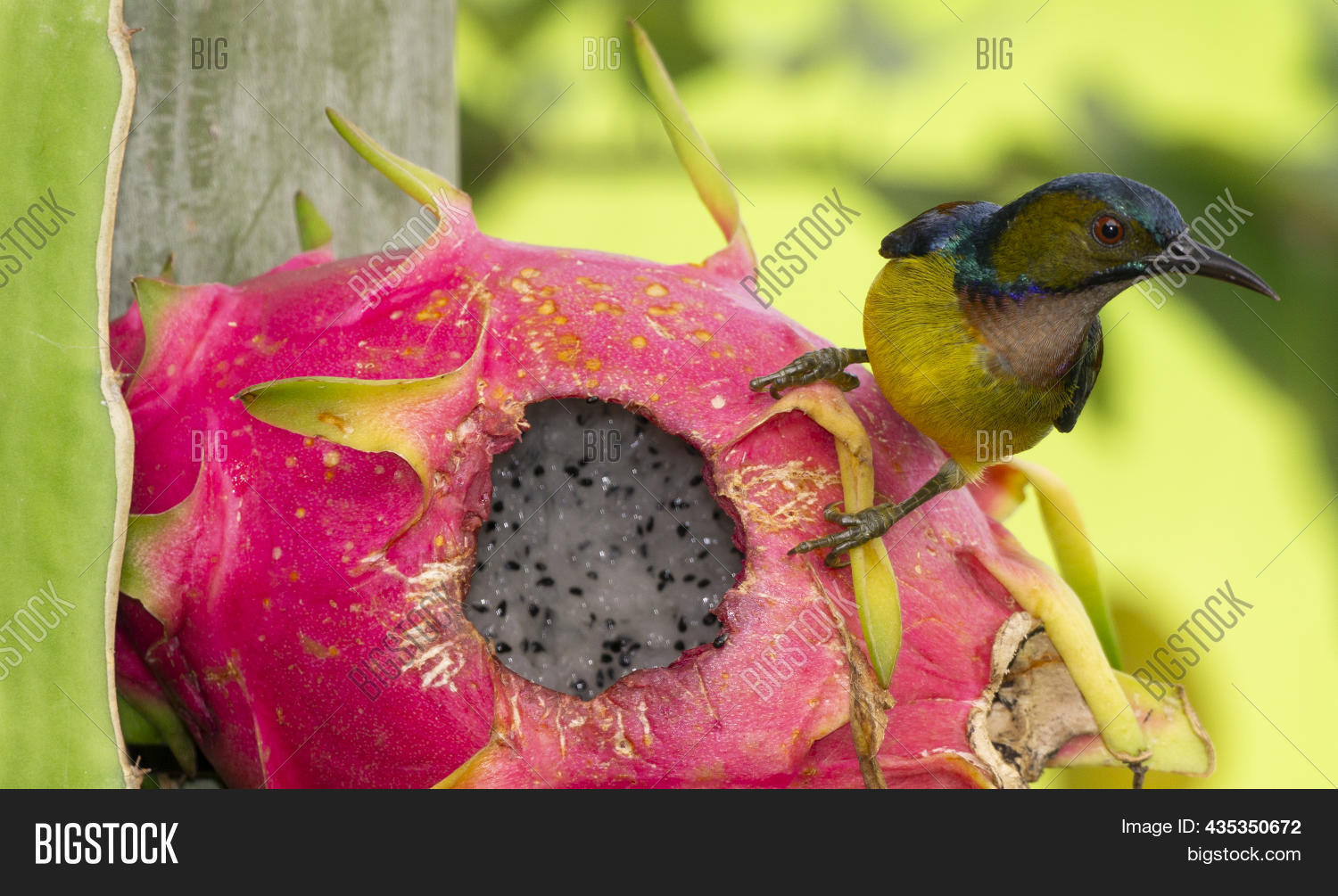 Sun Bird Eating Dragon Image & Photo (Free Trial) Bigstock