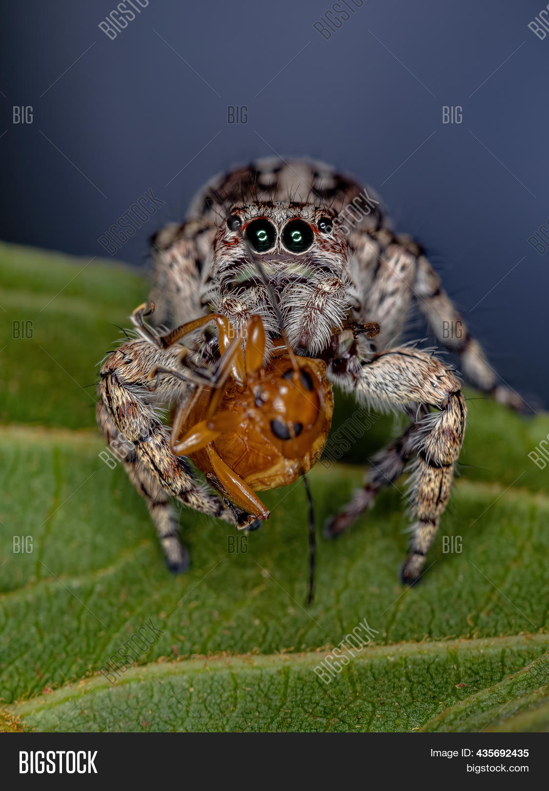 Giant Jumping Spider Image & Photo (Free Trial) Bigstock