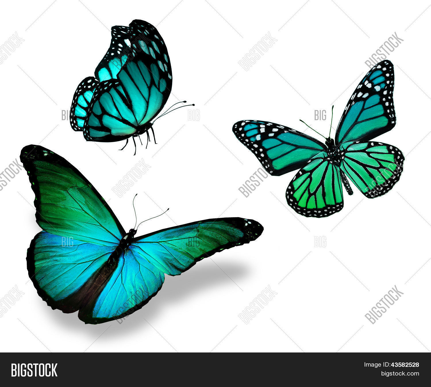 Image Et Photo De Trois Papillons Essai Gratuit Bigstock