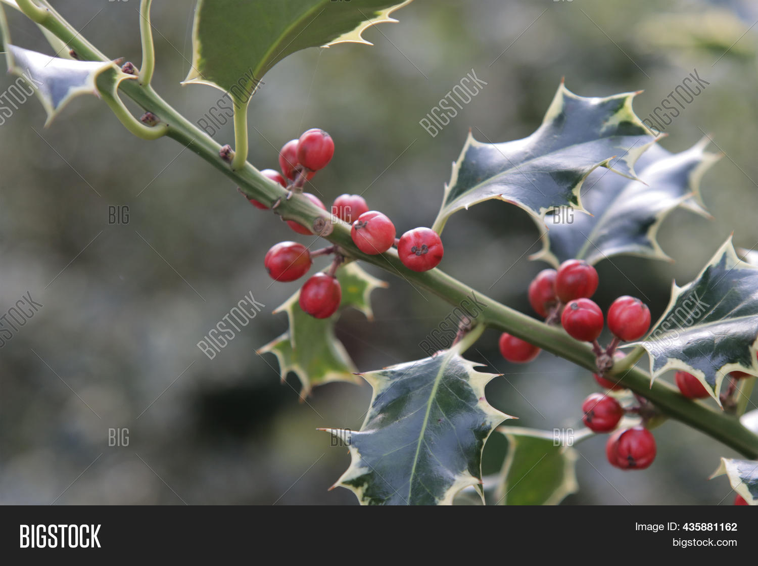 Holly Plant Poisonous Image & Photo (Free Trial) Bigstock