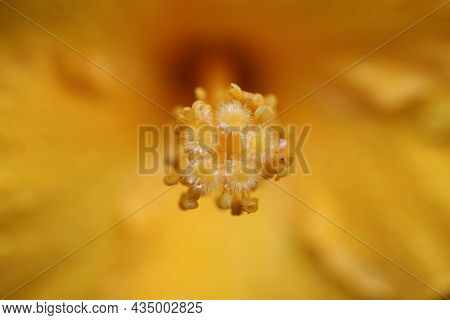 Extreme Macro Of The Stamen Of The Flower Of Chinese Hibiscus, China Rose, Hawaiian Hibiscus, Rose M
