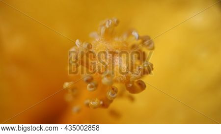 Extreme Macro Of The Stamen Of The Flower Of Chinese Hibiscus, China Rose, Hawaiian Hibiscus, Rose M
