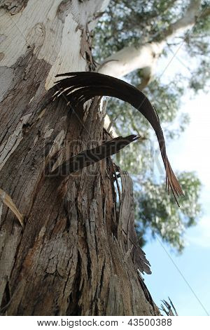 Loupání Paperbark Tree